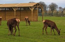 Highland Cow Walk Alpacas Scottish Wildlife Centre from Edinburgh