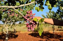 Insightful Pistachio Orchard and Factory Tour
