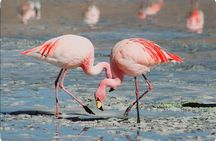 Birds Lovers At West Coast Western Cape 