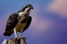 Birds Lovers At West Coast Western Cape 