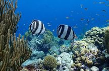 Private Snorkel Tour with Captain and Guide Bonaire Marine Park