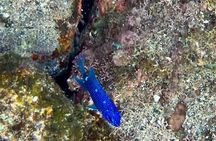 Tamarindo private snorkeling boat tour