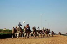 Doha: West Coast Tour Sculpture,Camel Racing Track Rock Formation