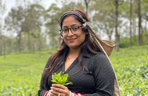 Ella sight seeing full-day tour&private srilanka tours