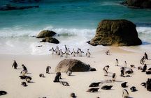 Premier Full Day Cape Tour Table Mountain and Boulders Beach