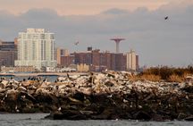 New York City Sightseeing and Seals Boat Tour