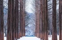 Nami Island and Petite France & Italian Village Day Trip from Seoul