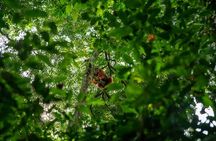 Bukit Lawang Berastagi 4 Days 3 Nights Volcano & Jungle Trekking