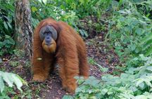 Bukit Lawang Berastagi 4 Days 3 Nights Volcano & Jungle Trekking