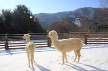 Eobi Valley, Alpaca World, Nami Island, Railbike/Garden fr Seoul