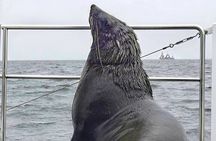 Dolphin and Seal Catamaran Cruise 