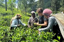 Ella's Ceylon Tea Plantation and Factory Tour