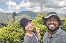 Ella's Ceylon Tea Plantation and Factory Tour