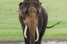 Minneriya Half Day Safari Tour