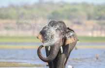 Minneriya Half Day Safari Tour