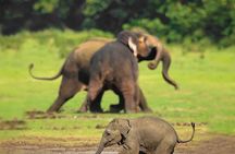 Minneriya Half Day Safari Tour