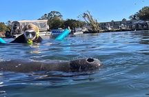 3 Hour Small Group Manatee Swim Heated Boats Free Photos All Inc