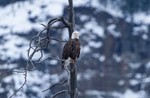 3 Day Wildlife Photography Tour in Yellowstone National Park