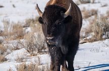 3 Day Wildlife Photography Tour in Yellowstone National Park