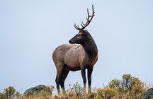 Full Day Guided Wildlife Photography Tour In Yellowstone