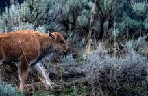 Full Day Guided Wildlife Photography Tour In Yellowstone