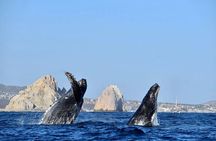 Los Cabos Whale Watching Adventure with Snacks and Drinks