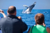Los Cabos Whale Watching Adventure with Snacks and Drinks