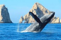 Los Cabos Whale Watching Adventure with Snacks and Drinks