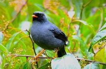 Experience the Adventure Explore the Monteverde Cloud Forest