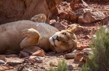 Sunset Big 5 Aquila Safari Snacks and Wine Tasting