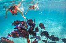 Akumal turtles sanctuary and go pro photos 