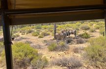 Full day Aquila Game Reserve Big 5 Safari with Wine Tasting Tour