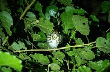 Costa Rica Night Walk Tour