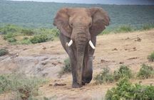 Big 5 Tour from Port Elizabeth 