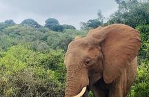 Big 5 Tour from Port Elizabeth 