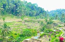 Ubud Tour Monkey Forest, Rice Terrace, Swing, Temple, Waterfall