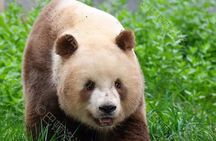 Private Xi'an Half day Panda Qizai Tour
