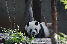 Private Xi'an Half day Panda Qizai Tour