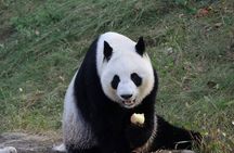 Private Xi'an Half day Panda Qizai Tour