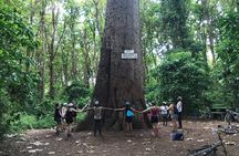Moshi City and Rau Forest Walking Tour