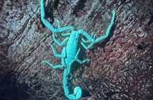 Night Walk Manuel Antonio Tour
