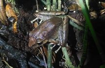 Night Walk Manuel Antonio Tour
