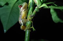 Night Walk Manuel Antonio Tour