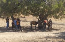 Essaouira Donkey Tours 