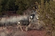 Sunrise Wildlife Safari Tour by Jeep from Sedona