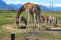 Cheetah Outreach Giraffe Encounter with Crocodile Private Tour