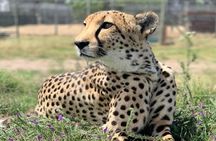 Cheetah Outreach Giraffe Encounter with Crocodile Private Tour