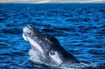 Whale Watching en San José del Cabo