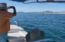 Whale Watching en San José del Cabo