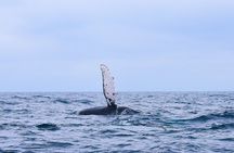 Whale Watching en San José del Cabo